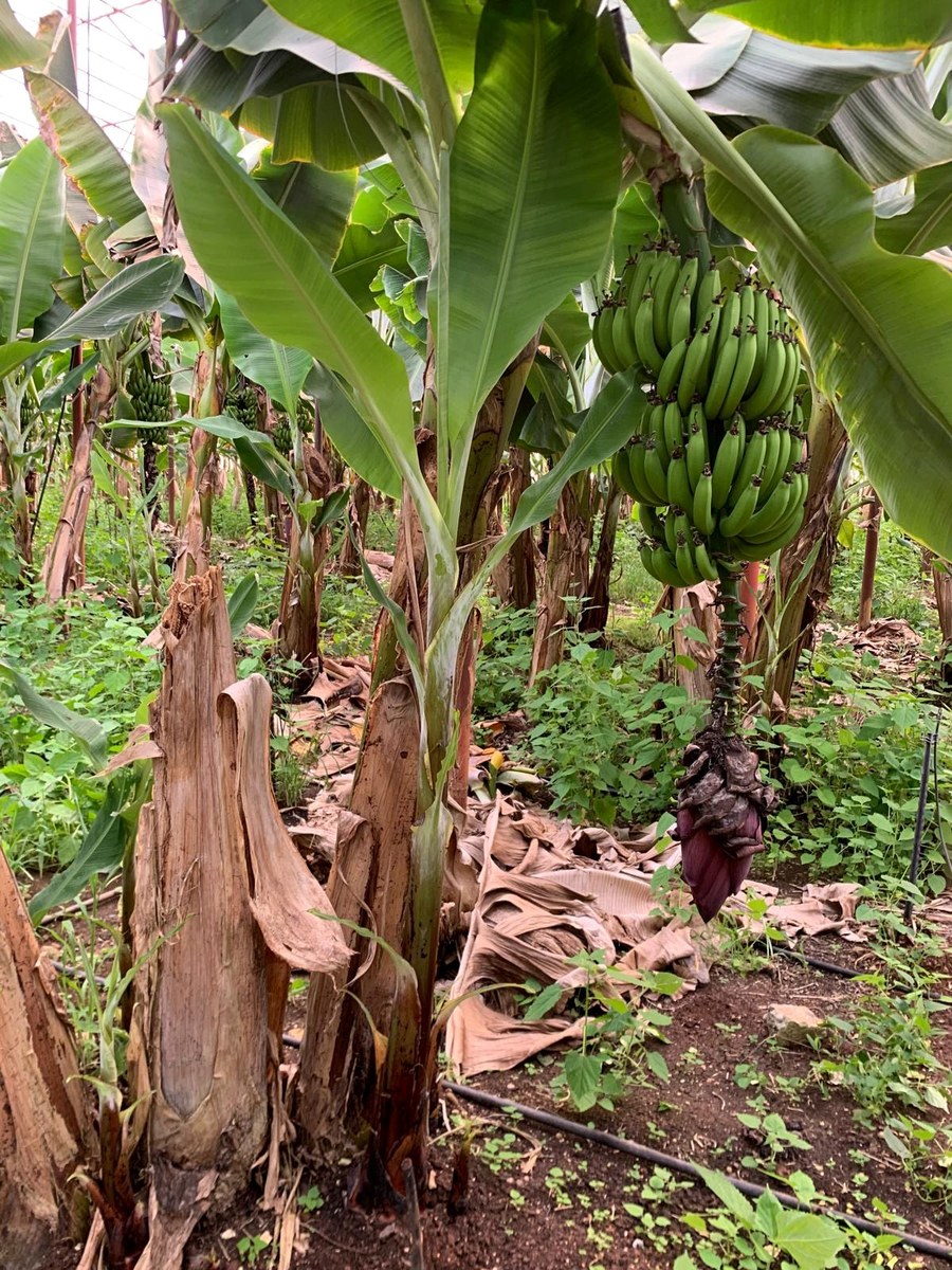 Banana bunch observation