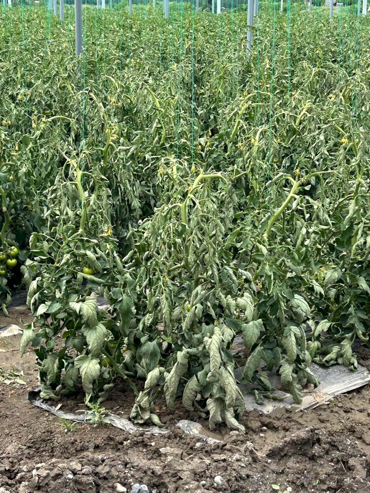Commercial greenhouse crop observation