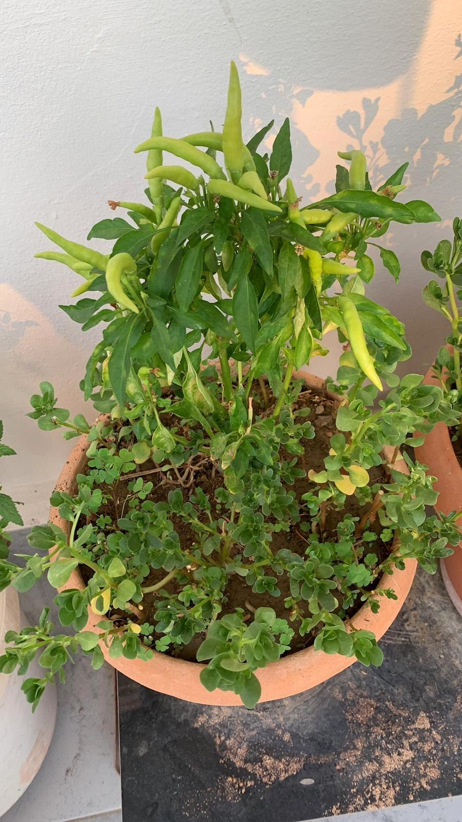 Home garden after observation