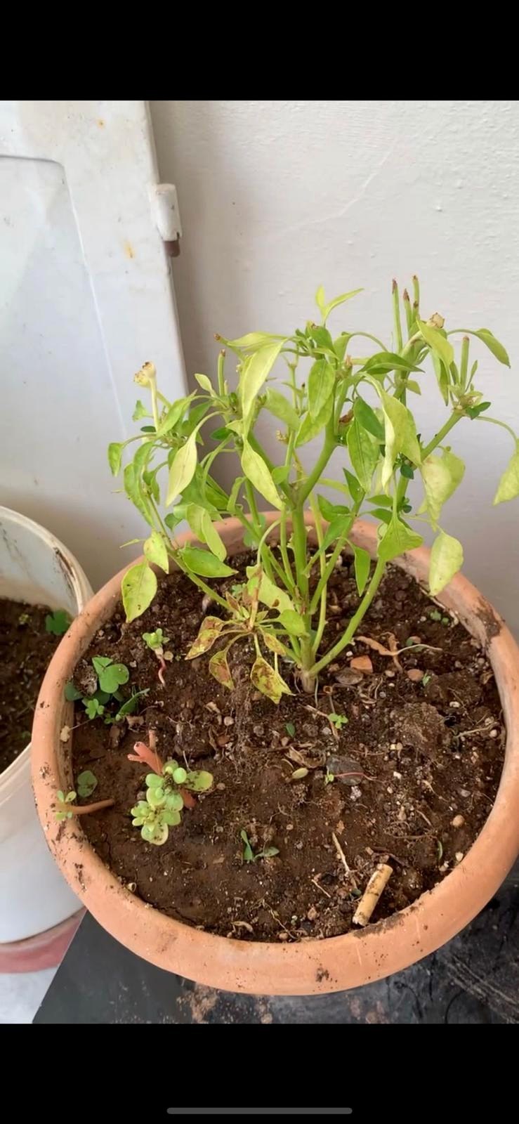 Home garden before observation