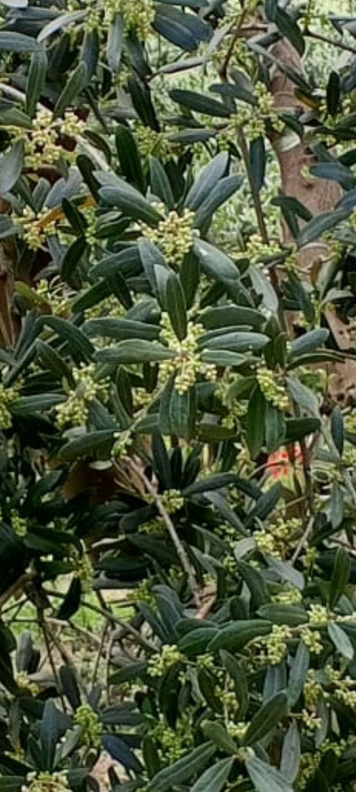 Latest olive tree uploaded field view