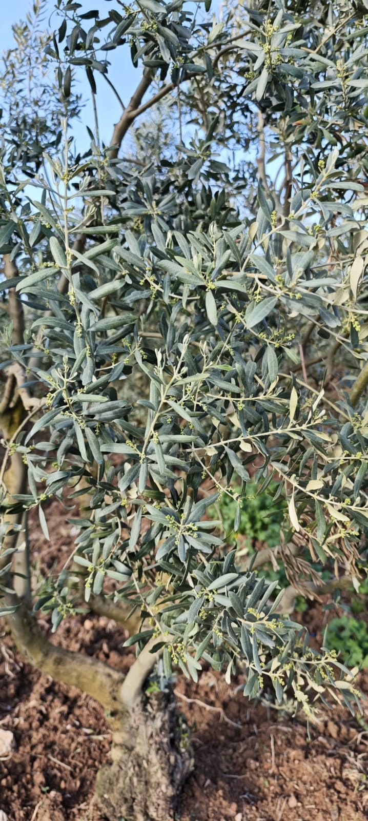 Olive tree close field view