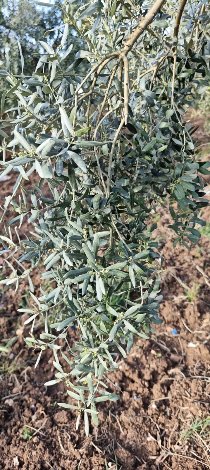 Olive tree branch and soil context