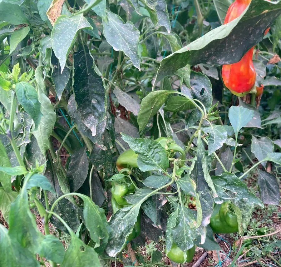 Pepper plants with MawGen ATAK