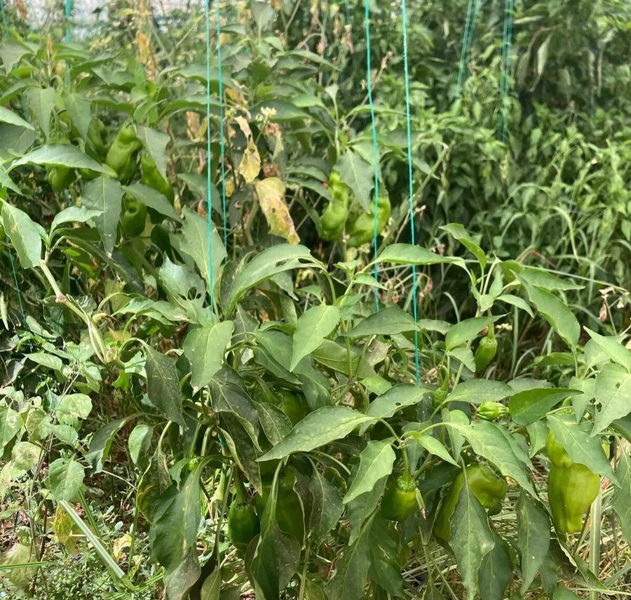 Pepper plants without MawGen ATAK
