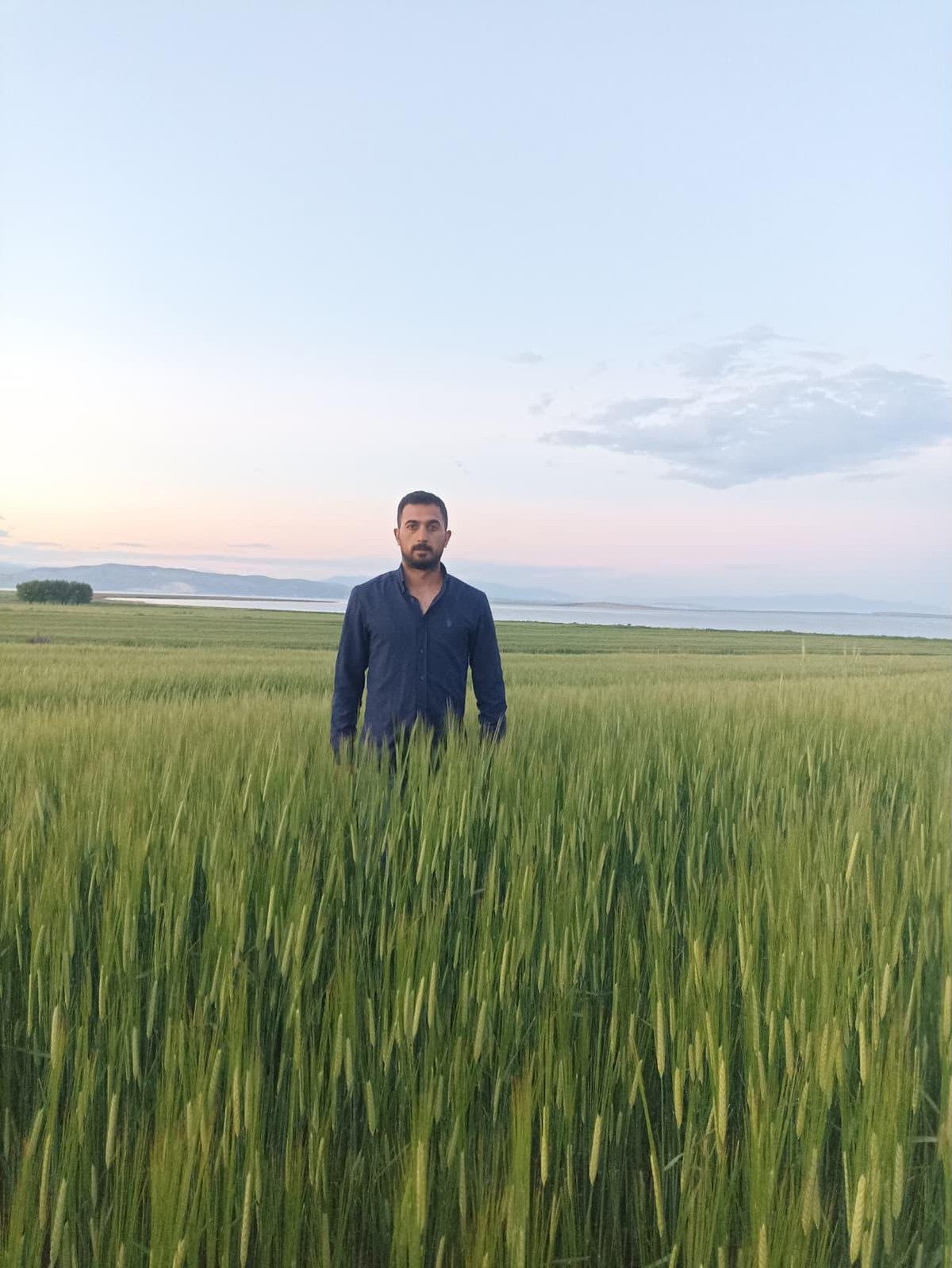 Real wheat field observation